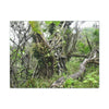 Canvas Stretched - Forest@Home - El Yunque - Recovering from Hurricane Maria - This is how a good part of the tral Tradewinds looks like - Green Forest Home