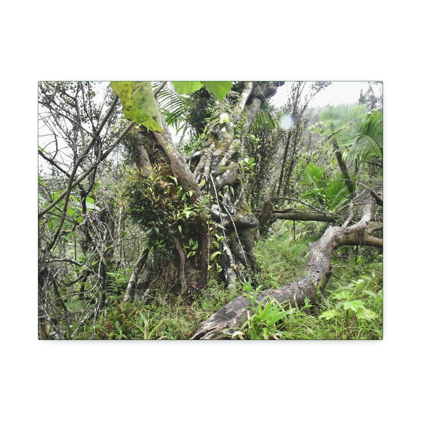 Canvas Stretched - Forest@Home - El Yunque - Recovering from Hurricane Maria - This is how a good part of the tral Tradewinds looks like - Green Forest Home