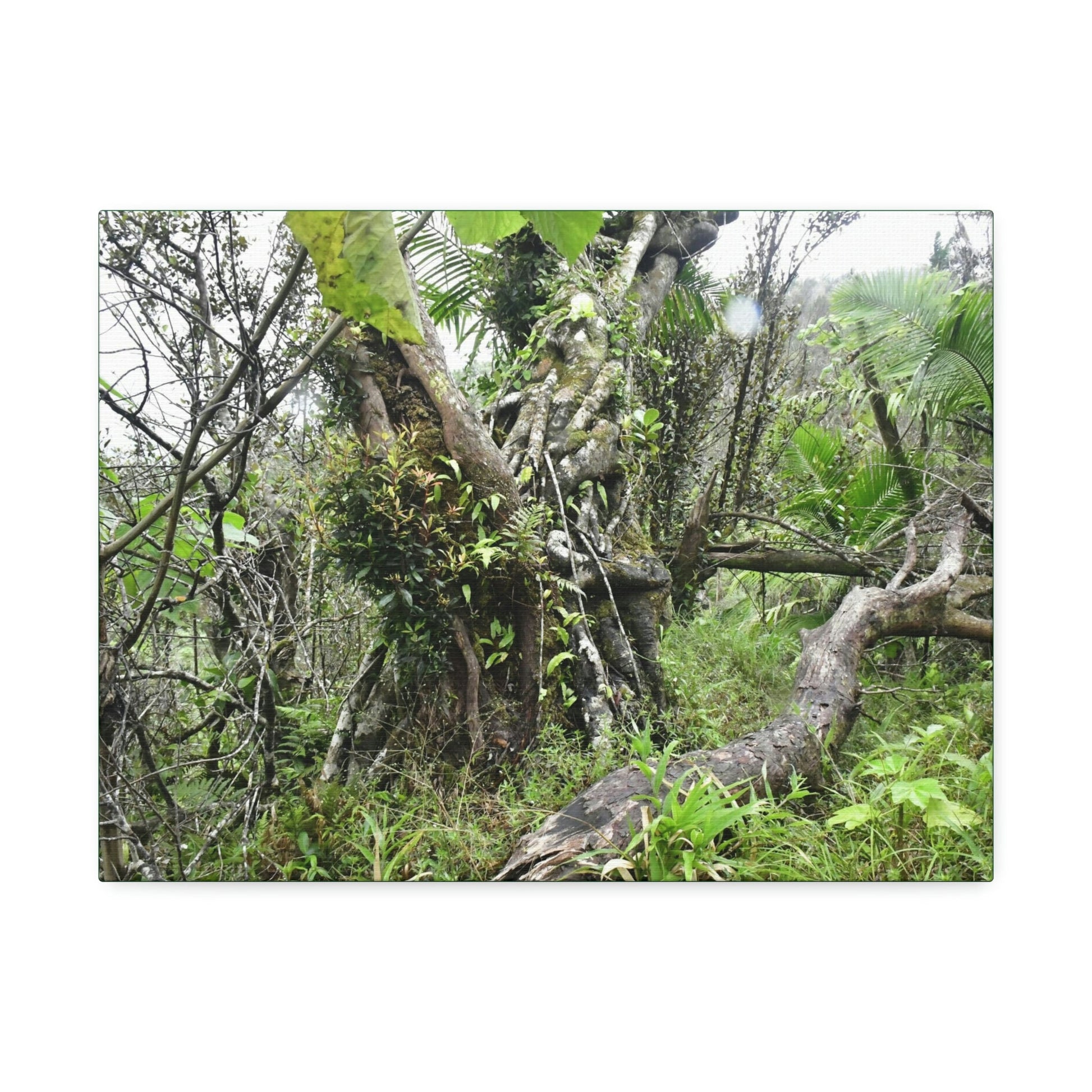 Canvas Stretched - Forest@Home - El Yunque - Recovering from Hurricane Maria - This is how a good part of the tral Tradewinds looks like - Green Forest Home