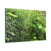 Canvas Stretched - Forest@Home - El Yunque - Recovering from Hurricane Maria - This is how a good part of the tral Tradewinds looks like - Green Forest Home