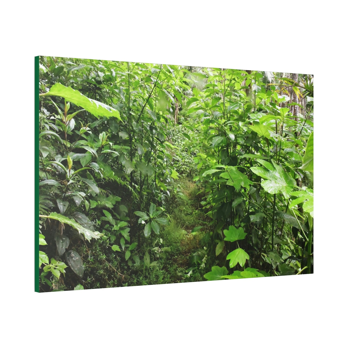 Canvas Stretched - Forest@Home - El Yunque - Recovering from Hurricane Maria - This is how a good part of the tral Tradewinds looks like - Green Forest Home