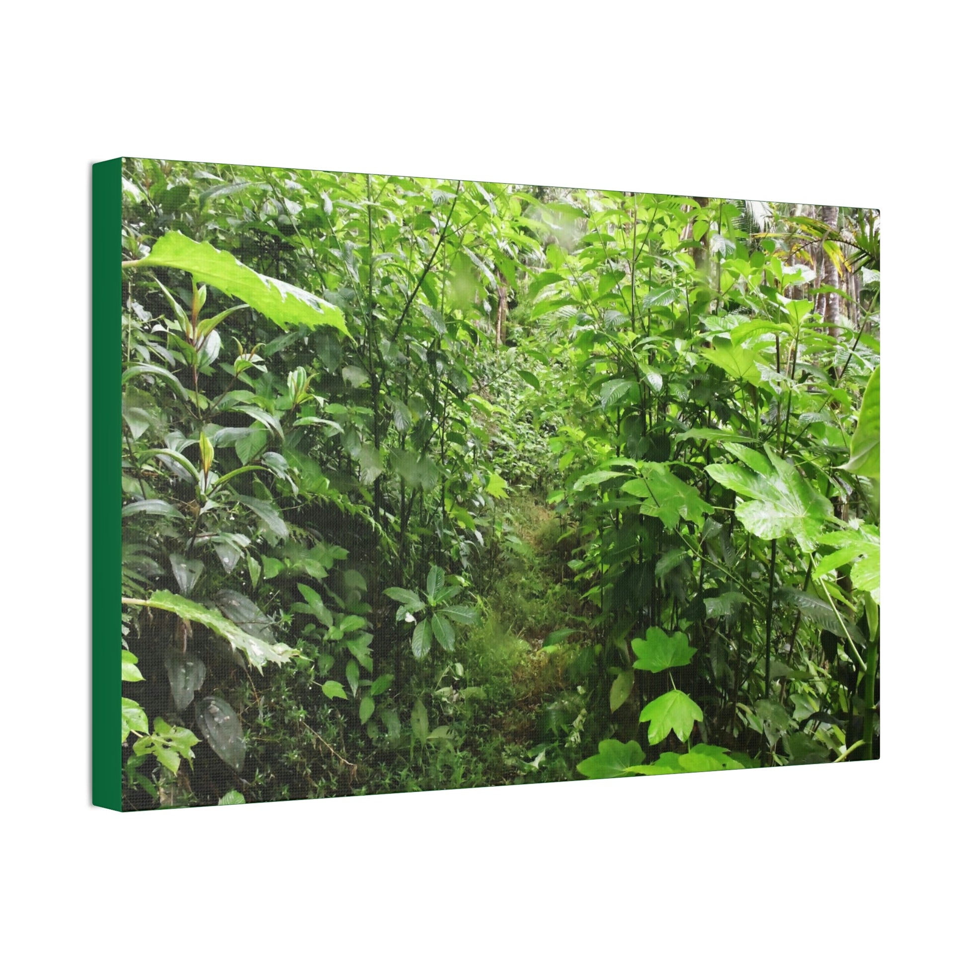 Canvas Stretched - Forest@Home - El Yunque - Recovering from Hurricane Maria - This is how a good part of the tral Tradewinds looks like - Green Forest Home