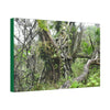 Canvas Stretched - Forest@Home - El Yunque - Recovering from Hurricane Maria - This is how a good part of the tral Tradewinds looks like - Green Forest Home