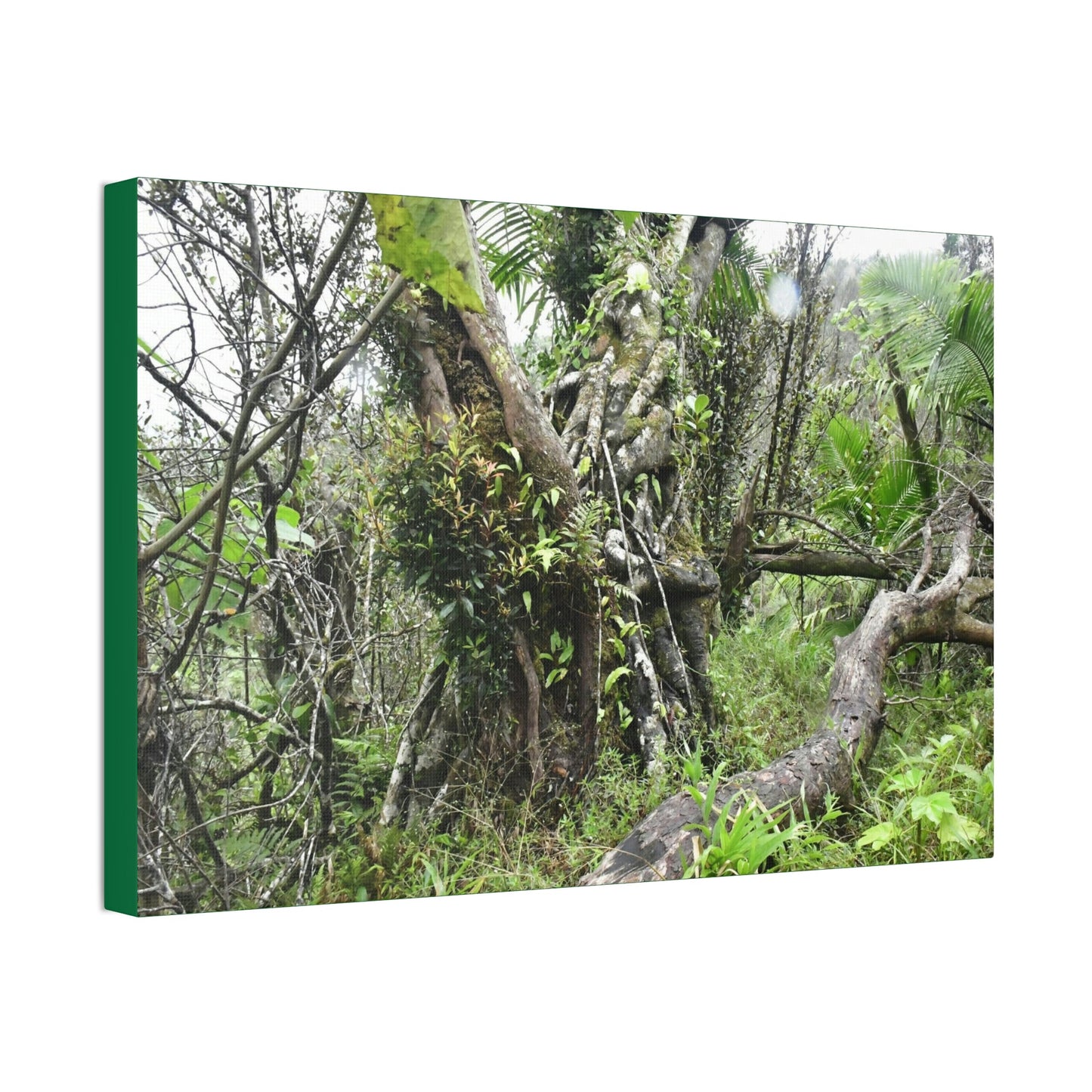 Canvas Stretched - Forest@Home - El Yunque - Recovering from Hurricane Maria - This is how a good part of the tral Tradewinds looks like - Green Forest Home