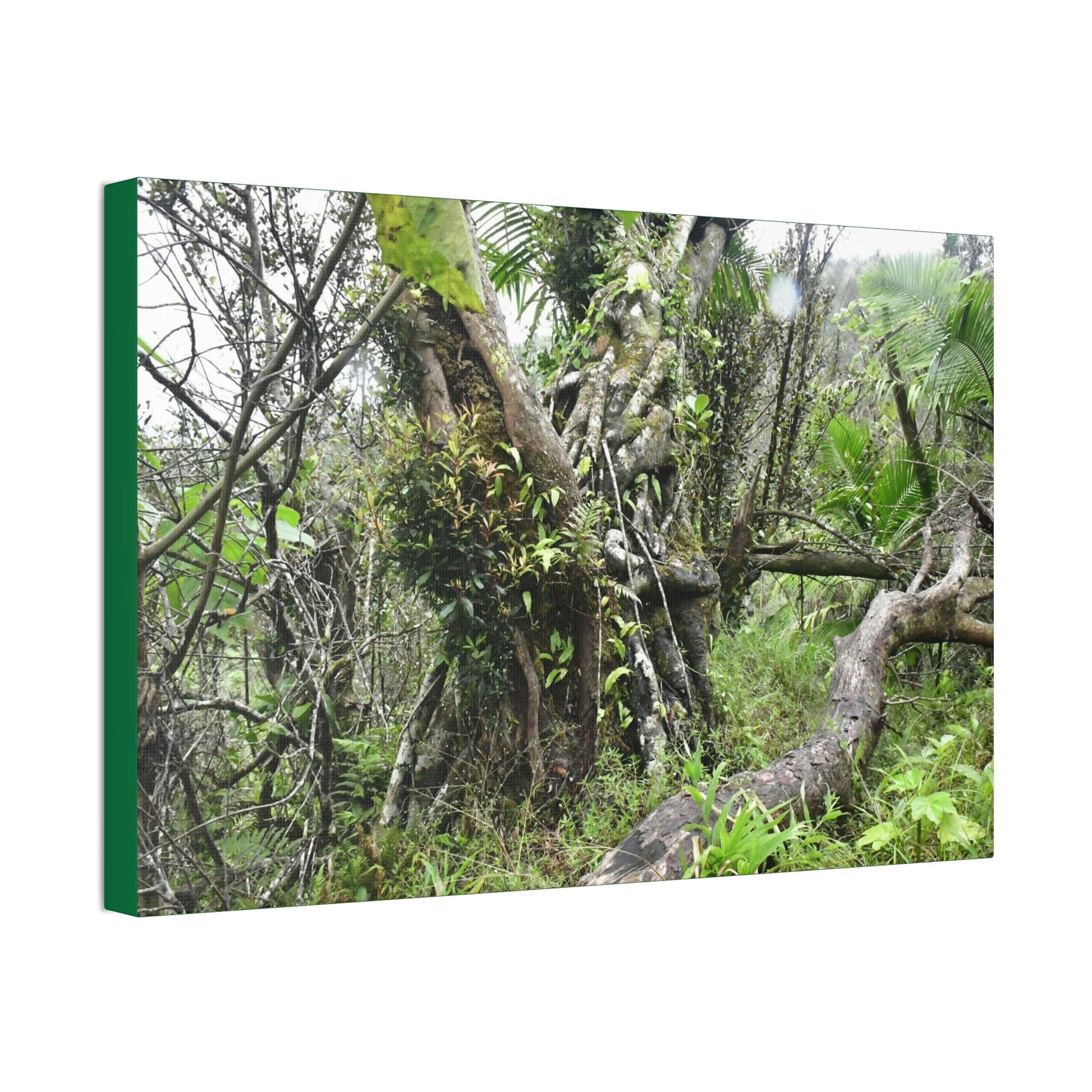 Canvas Stretched - Forest@Home - El Yunque - Recovering from Hurricane Maria - This is how a good part of the tral Tradewinds looks like - Green Forest Home