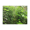 Canvas Stretched - Forest@Home - El Yunque - Recovering from Hurricane Maria - This is how a good part of the tral Tradewinds looks like - Green Forest Home