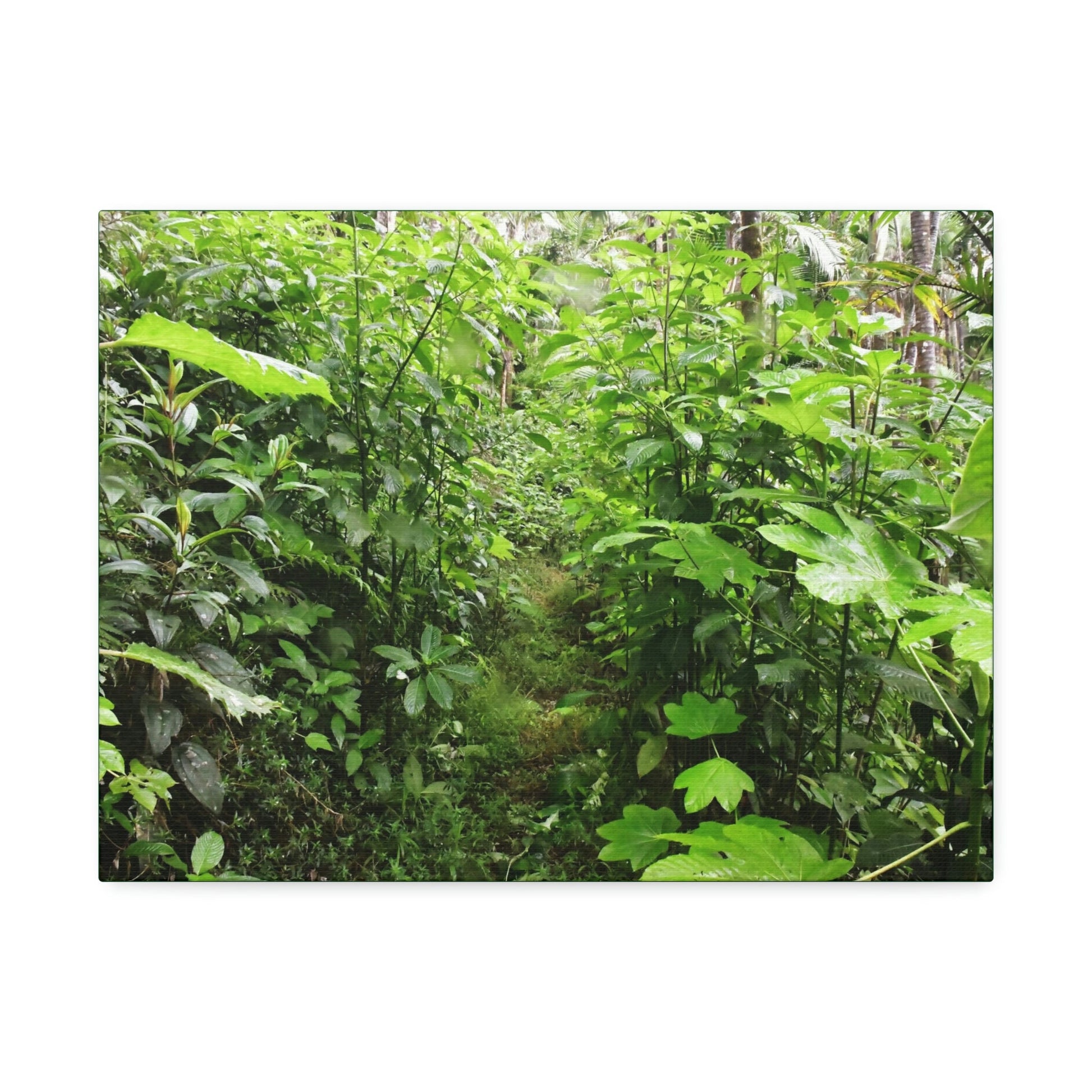 Canvas Stretched - Forest@Home - El Yunque - Recovering from Hurricane Maria - This is how a good part of the tral Tradewinds looks like - Green Forest Home