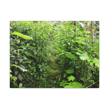 Canvas Stretched - Forest@Home - El Yunque - Recovering from Hurricane Maria - This is how a good part of the tral Tradewinds looks like - Green Forest Home