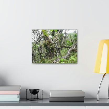 Canvas Stretched - Forest@Home - El Yunque - Recovering from Hurricane Maria - This is how a good part of the tral Tradewinds looks like - Green Forest Home