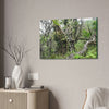 Canvas Stretched - Forest@Home - El Yunque - Recovering from Hurricane Maria - This is how a good part of the tral Tradewinds looks like - Green Forest Home