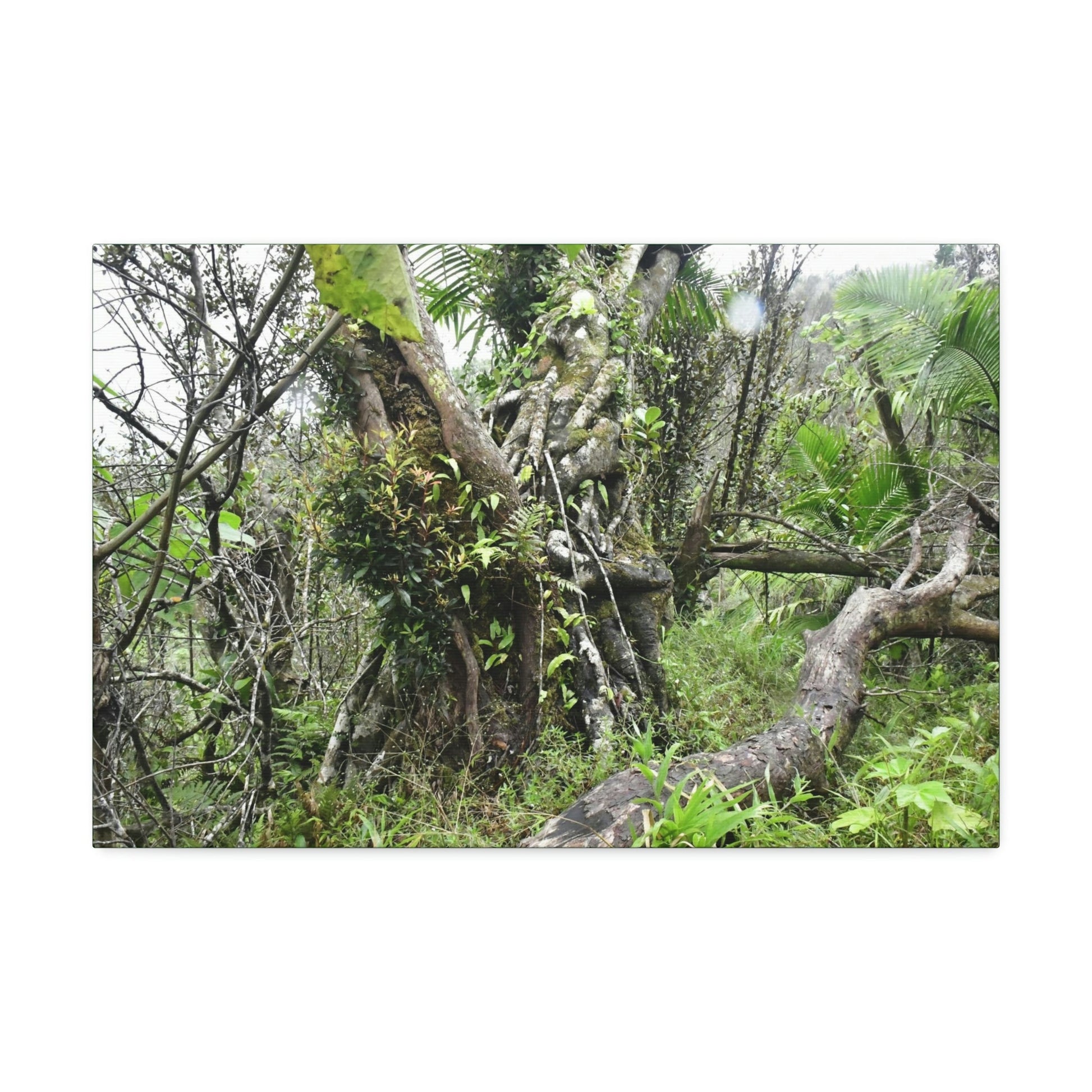 Canvas Stretched - Forest@Home - El Yunque - Recovering from Hurricane Maria - This is how a good part of the tral Tradewinds looks like - Green Forest Home
