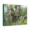 Canvas Stretched - Forest@Home - El Yunque - Recovering from Hurricane Maria - This is how a good part of the tral Tradewinds looks like - Green Forest Home
