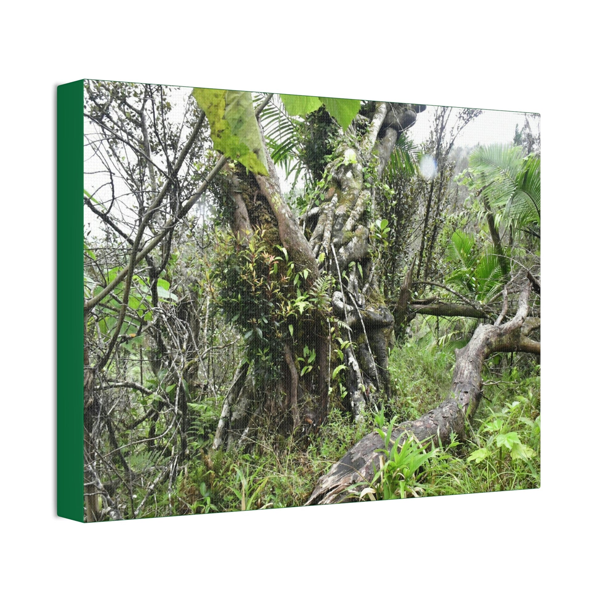 Canvas Stretched - Forest@Home - El Yunque - Recovering from Hurricane Maria - This is how a good part of the tral Tradewinds looks like - Green Forest Home