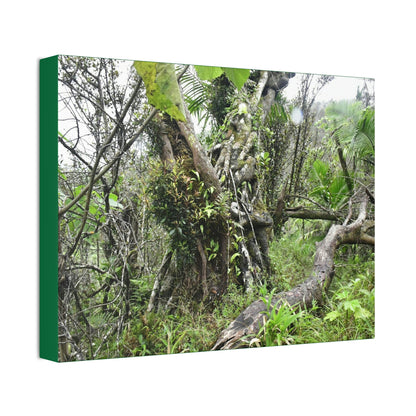 Canvas Stretched - Forest@Home - El Yunque - Recovering from Hurricane Maria - This is how a good part of the tral Tradewinds looks like - Green Forest Home