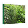 Canvas Stretched - Forest@Home - El Yunque - Recovering from Hurricane Maria - This is how a good part of the tral Tradewinds looks like - Green Forest Home
