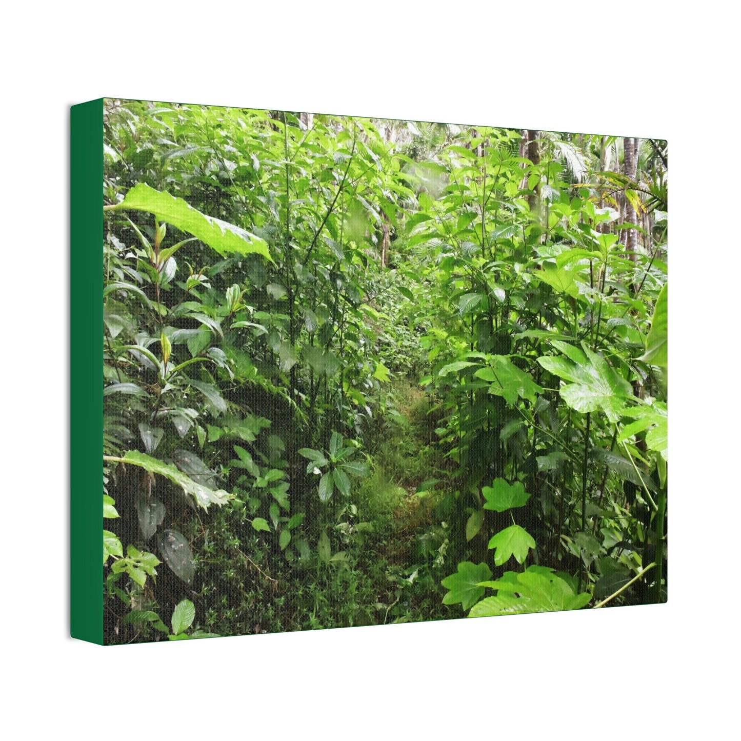 Canvas Stretched - Forest@Home - El Yunque - Recovering from Hurricane Maria - This is how a good part of the tral Tradewinds looks like - Green Forest Home