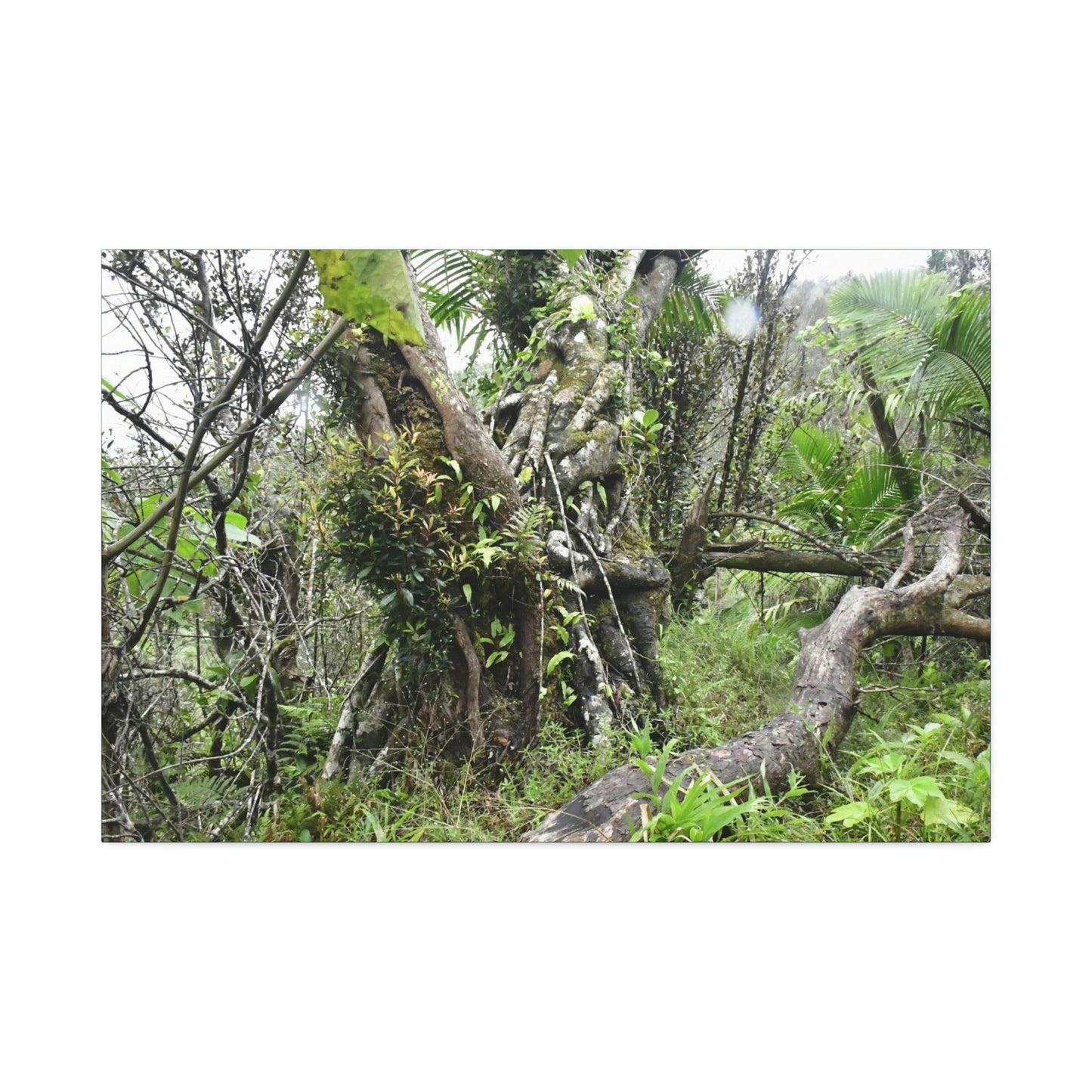 Canvas Stretched - Forest@Home - El Yunque - Recovering from Hurricane Maria - This is how a good part of the tral Tradewinds looks like - Green Forest Home