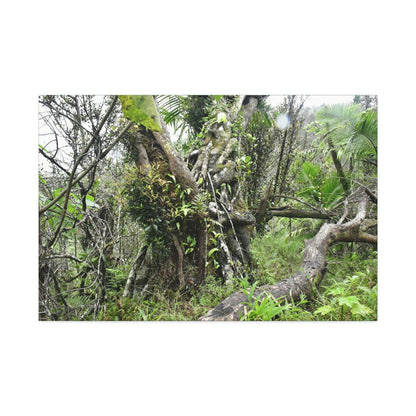 Canvas Stretched - Forest@Home - El Yunque - Recovering from Hurricane Maria - This is how a good part of the tral Tradewinds looks like - Green Forest Home