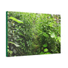 Canvas Stretched - Forest@Home - El Yunque - Recovering from Hurricane Maria - This is how a good part of the tral Tradewinds looks like - Green Forest Home