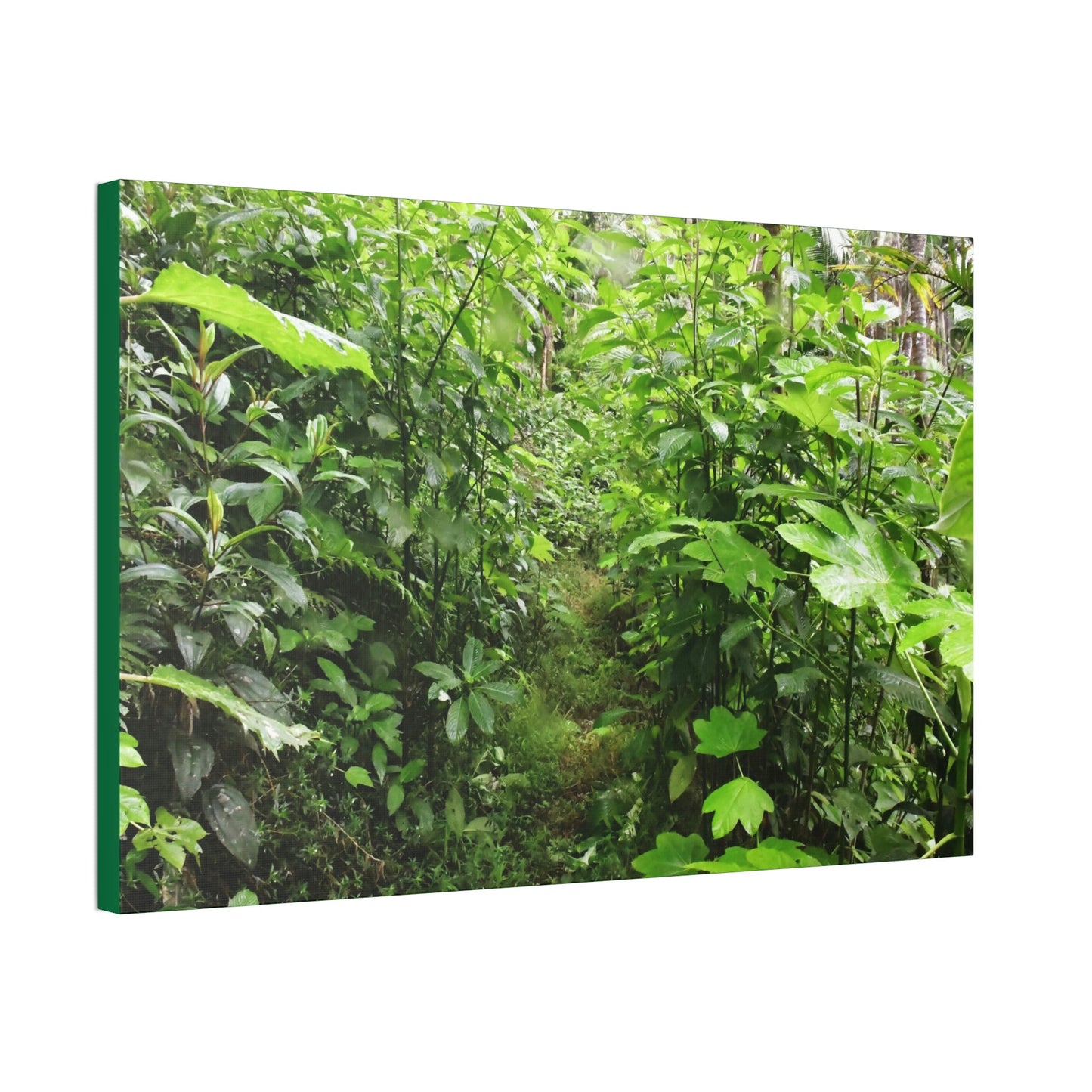 Canvas Stretched - Forest@Home - El Yunque - Recovering from Hurricane Maria - This is how a good part of the tral Tradewinds looks like - Green Forest Home