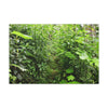 Canvas Stretched - Forest@Home - El Yunque - Recovering from Hurricane Maria - This is how a good part of the tral Tradewinds looks like - Green Forest Home