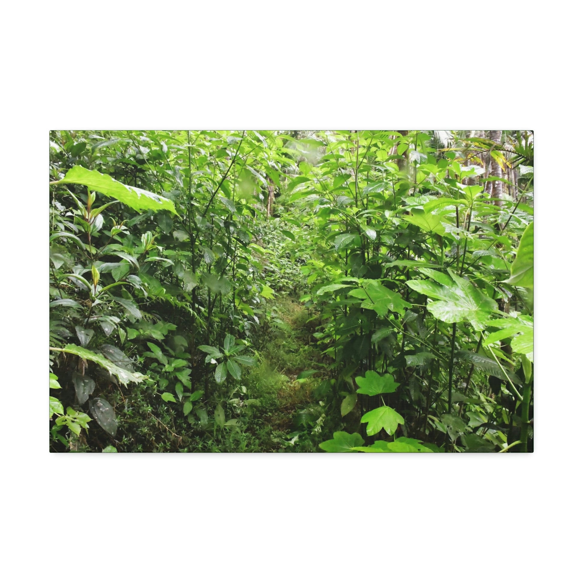 Canvas Stretched - Forest@Home - El Yunque - Recovering from Hurricane Maria - This is how a good part of the tral Tradewinds looks like - Green Forest Home