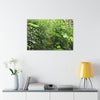 Canvas Stretched - Forest@Home - El Yunque - Recovering from Hurricane Maria - This is how a good part of the tral Tradewinds looks like - Green Forest Home