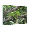 Canvas Stretched - Forest@Home - El Yunque - Recovering from Hurricane Maria - Tradewinds trail Bromeliads in fallen tree trunk - Green Forest Home