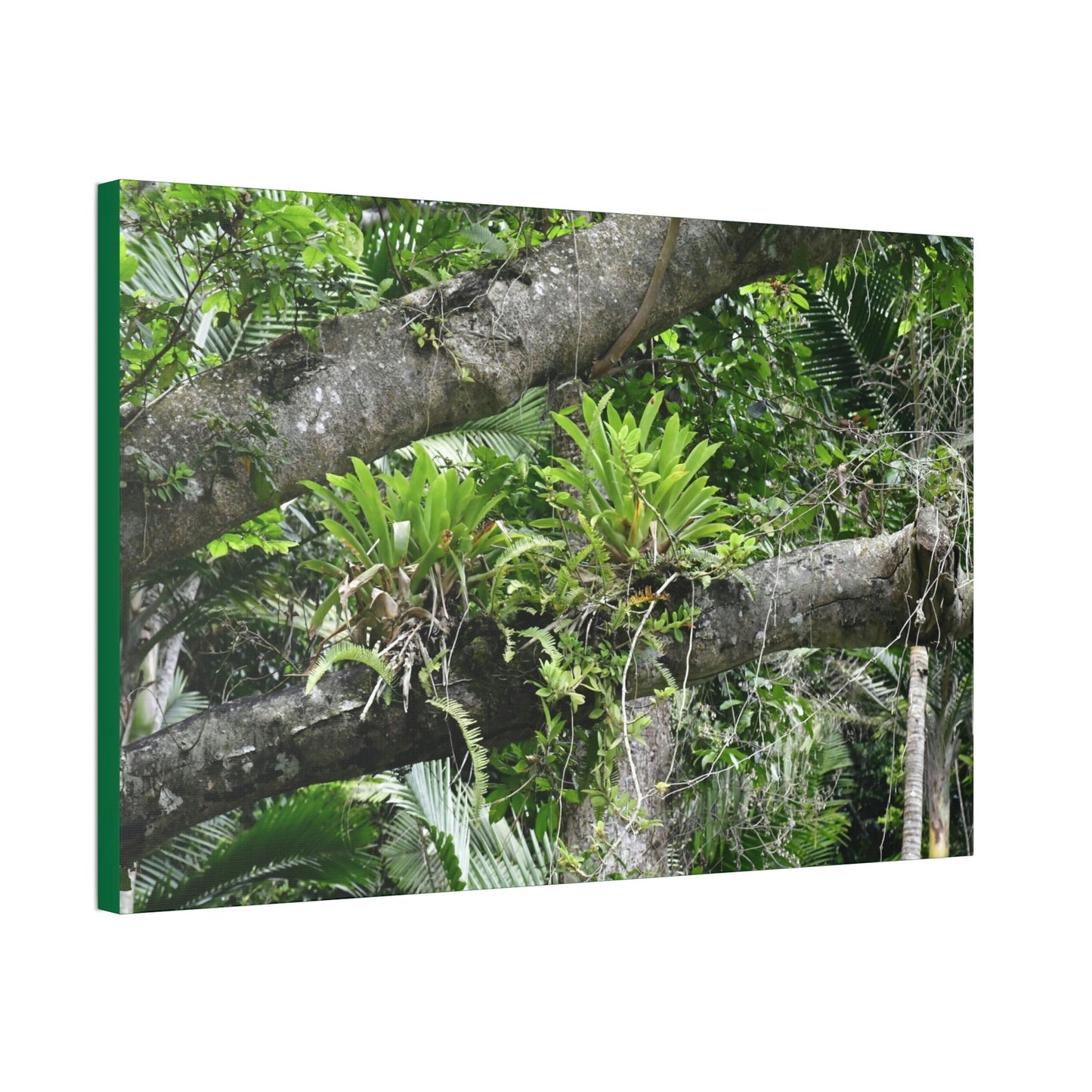 Canvas Stretched - Forest@Home - El Yunque - Recovering from Hurricane Maria - Tradewinds trail Bromeliads in fallen tree trunk - Green Forest Home