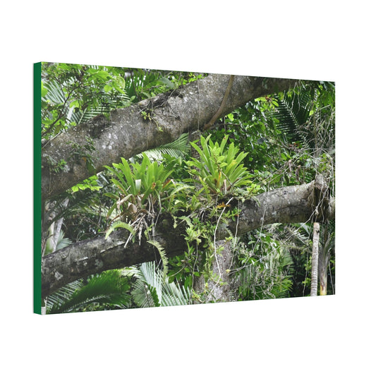 Canvas Stretched - Forest@Home - El Yunque - Recovering from Hurricane Maria - Tradewinds trail Bromeliads in fallen tree trunk - Green Forest Home