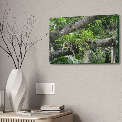 Canvas Stretched - Forest@Home - El Yunque - Recovering from Hurricane Maria - Tradewinds trail Bromeliads in fallen tree trunk - Green Forest Home