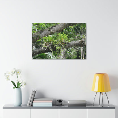 Canvas Stretched - Forest@Home - El Yunque - Recovering from Hurricane Maria - Tradewinds trail Bromeliads in fallen tree trunk - Green Forest Home