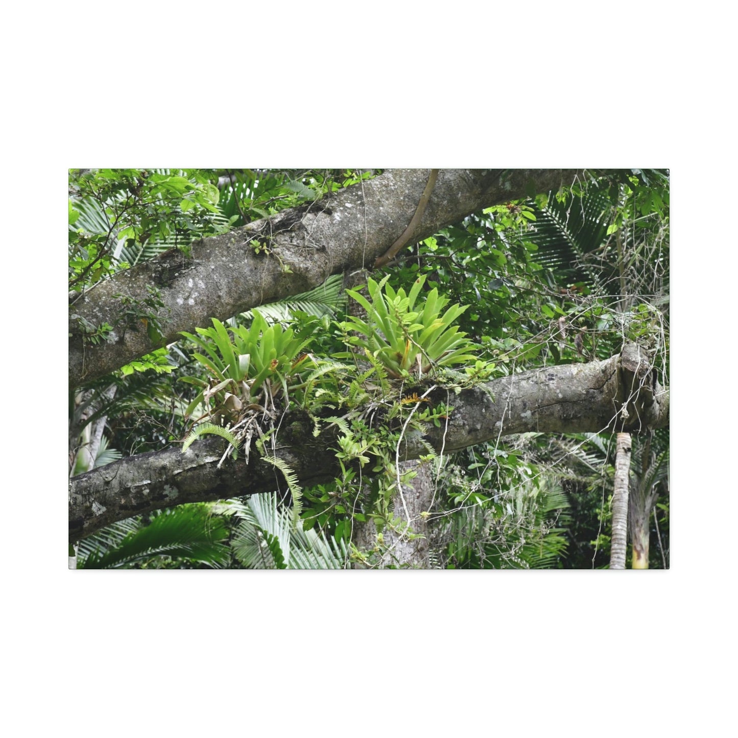 Canvas Stretched - Forest@Home - El Yunque - Recovering from Hurricane Maria - Tradewinds trail Bromeliads in fallen tree trunk - Green Forest Home