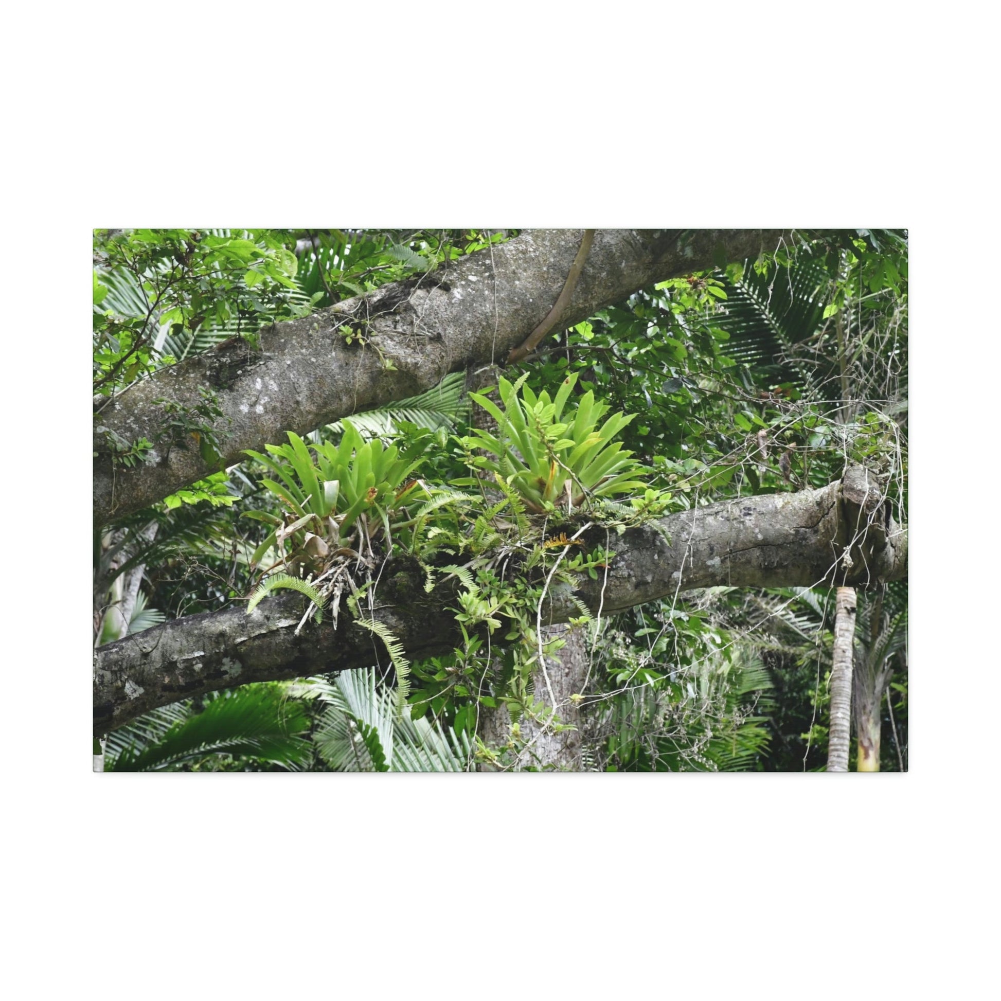 Canvas Stretched - Forest@Home - El Yunque - Recovering from Hurricane Maria - Tradewinds trail Bromeliads in fallen tree trunk - Green Forest Home