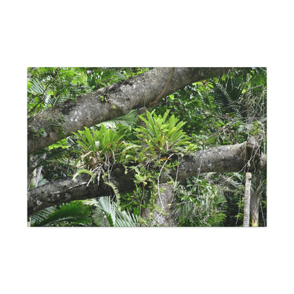 Canvas Stretched - Forest@Home - El Yunque - Recovering from Hurricane Maria - Tradewinds trail Bromeliads in fallen tree trunk - Green Forest Home