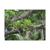 Canvas Stretched - Forest@Home - El Yunque - Recovering from Hurricane Maria - Tradewinds trail Bromeliads in fallen tree trunk - Green Forest Home