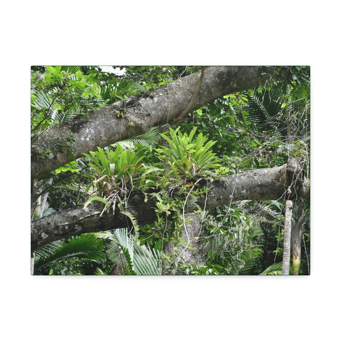 Canvas Stretched - Forest@Home - El Yunque - Recovering from Hurricane Maria - Tradewinds trail Bromeliads in fallen tree trunk - Green Forest Home