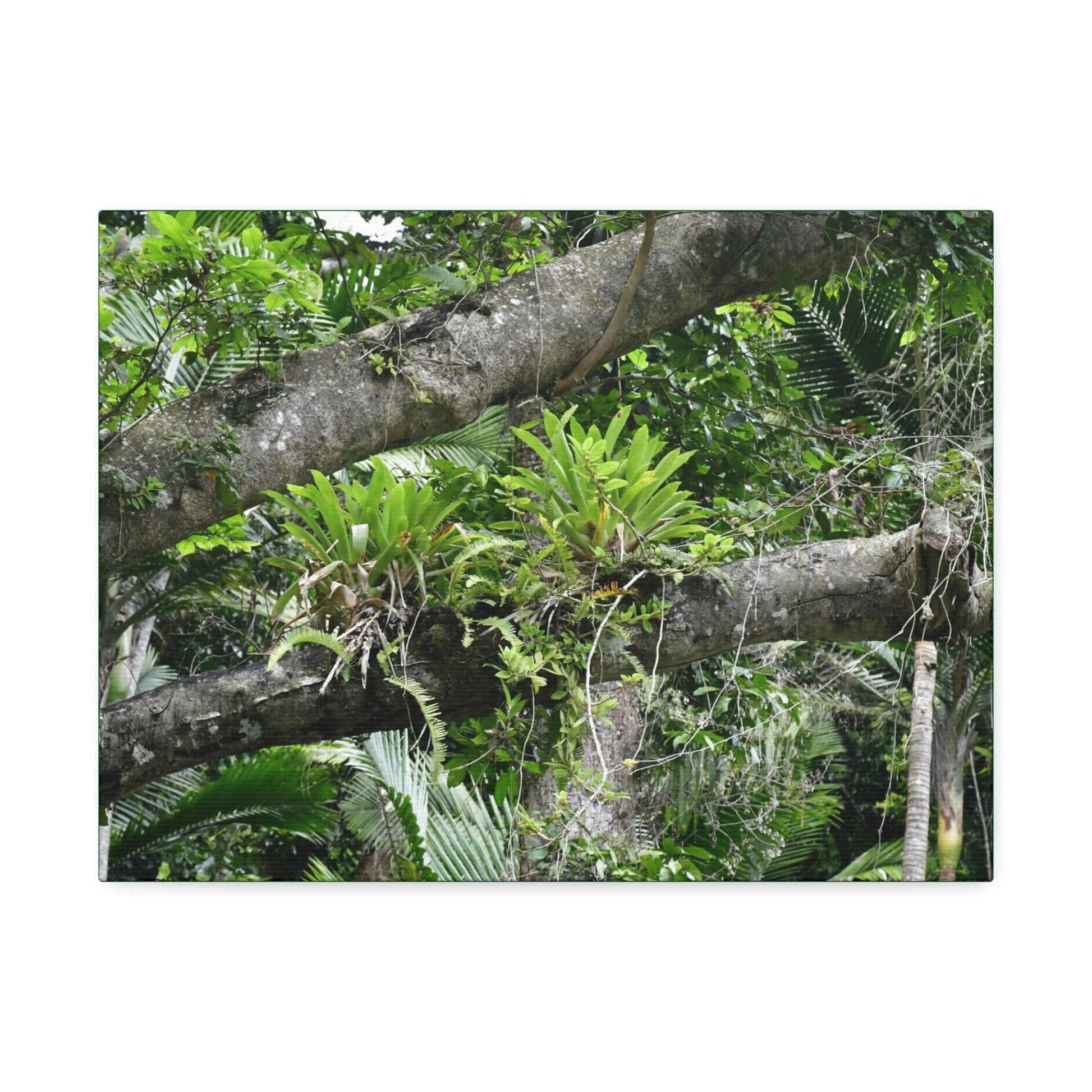 Canvas Stretched - Forest@Home - El Yunque - Recovering from Hurricane Maria - Tradewinds trail Bromeliads in fallen tree trunk - Green Forest Home