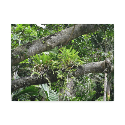 Canvas Stretched - Forest@Home - El Yunque - Recovering from Hurricane Maria - Tradewinds trail Bromeliads in fallen tree trunk - Green Forest Home