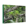 Canvas Stretched - Forest@Home - El Yunque - Recovering from Hurricane Maria - Tradewinds trail Bromeliads in fallen tree trunk - Green Forest Home