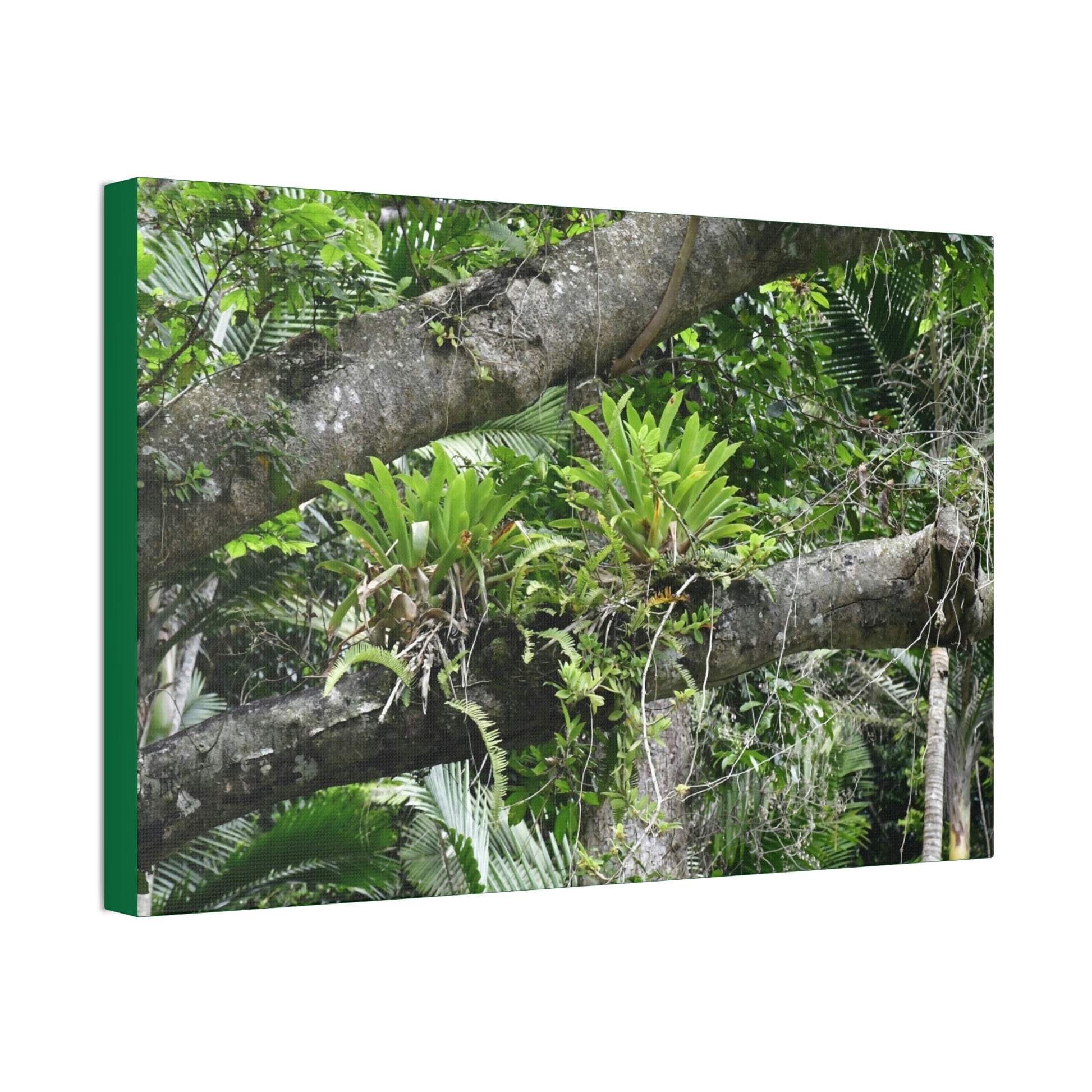 Canvas Stretched - Forest@Home - El Yunque - Recovering from Hurricane Maria - Tradewinds trail Bromeliads in fallen tree trunk - Green Forest Home