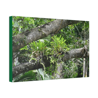 Canvas Stretched - Forest@Home - El Yunque - Recovering from Hurricane Maria - Tradewinds trail Bromeliads in fallen tree trunk - Green Forest Home