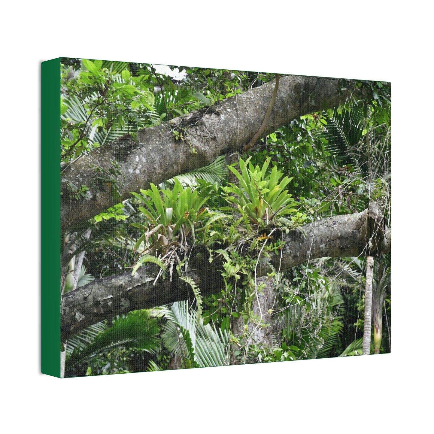 Canvas Stretched - Forest@Home - El Yunque - Recovering from Hurricane Maria - Tradewinds trail Bromeliads in fallen tree trunk - Green Forest Home