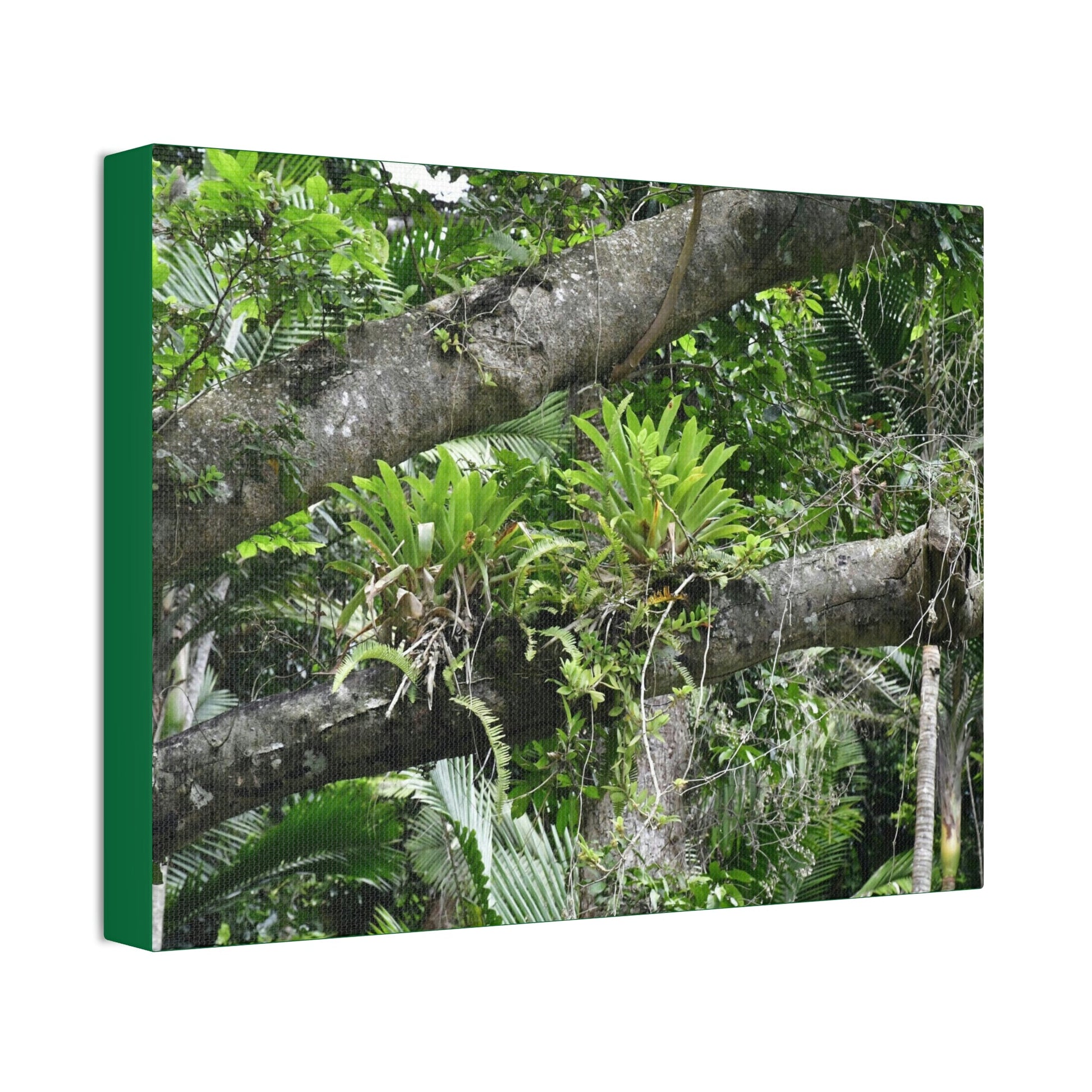 Canvas Stretched - Forest@Home - El Yunque - Recovering from Hurricane Maria - Tradewinds trail Bromeliads in fallen tree trunk - Green Forest Home