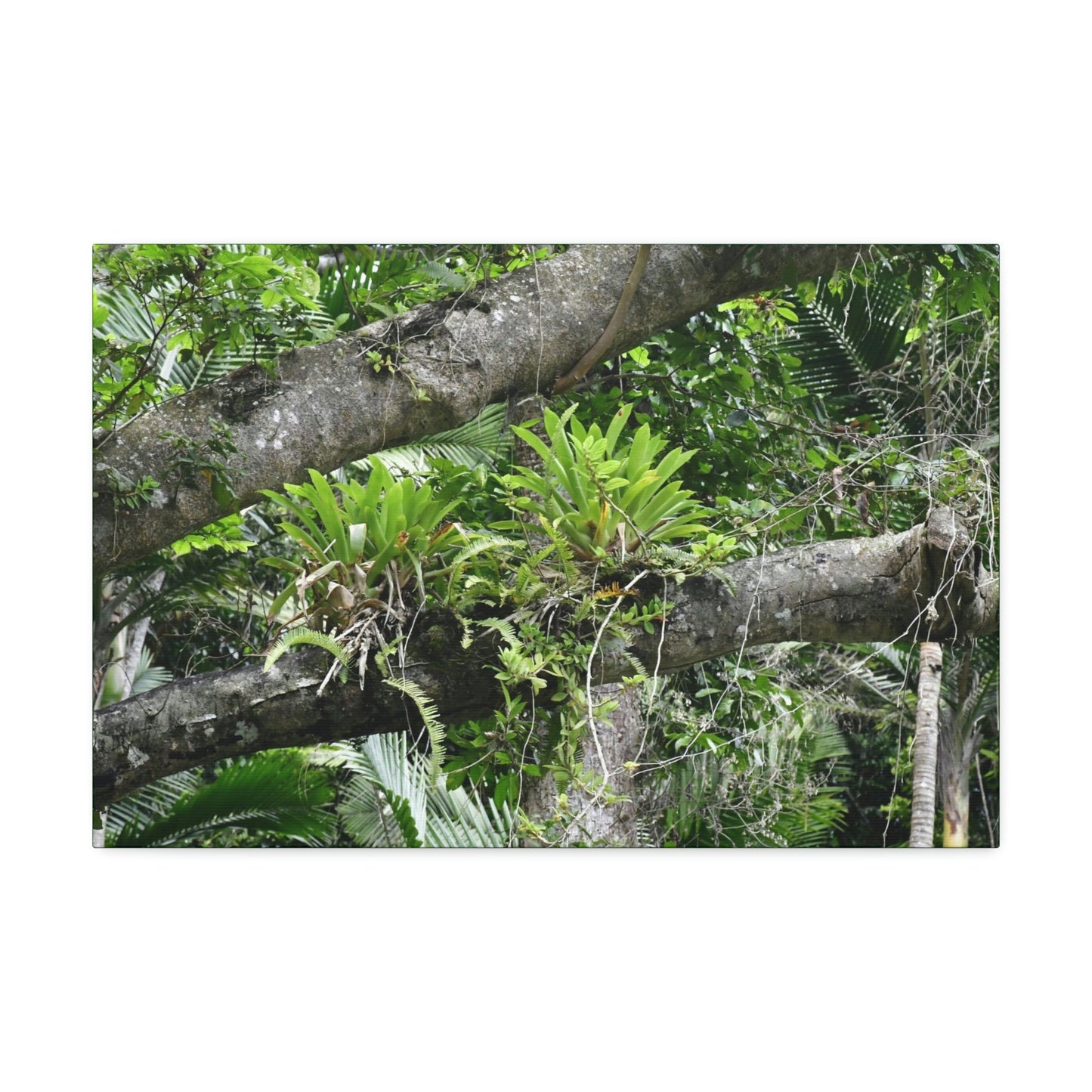 Canvas Stretched - Forest@Home - El Yunque - Recovering from Hurricane Maria - Tradewinds trail Bromeliads in fallen tree trunk - Green Forest Home