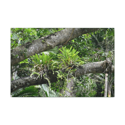 Canvas Stretched - Forest@Home - El Yunque - Recovering from Hurricane Maria - Tradewinds trail Bromeliads in fallen tree trunk - Green Forest Home