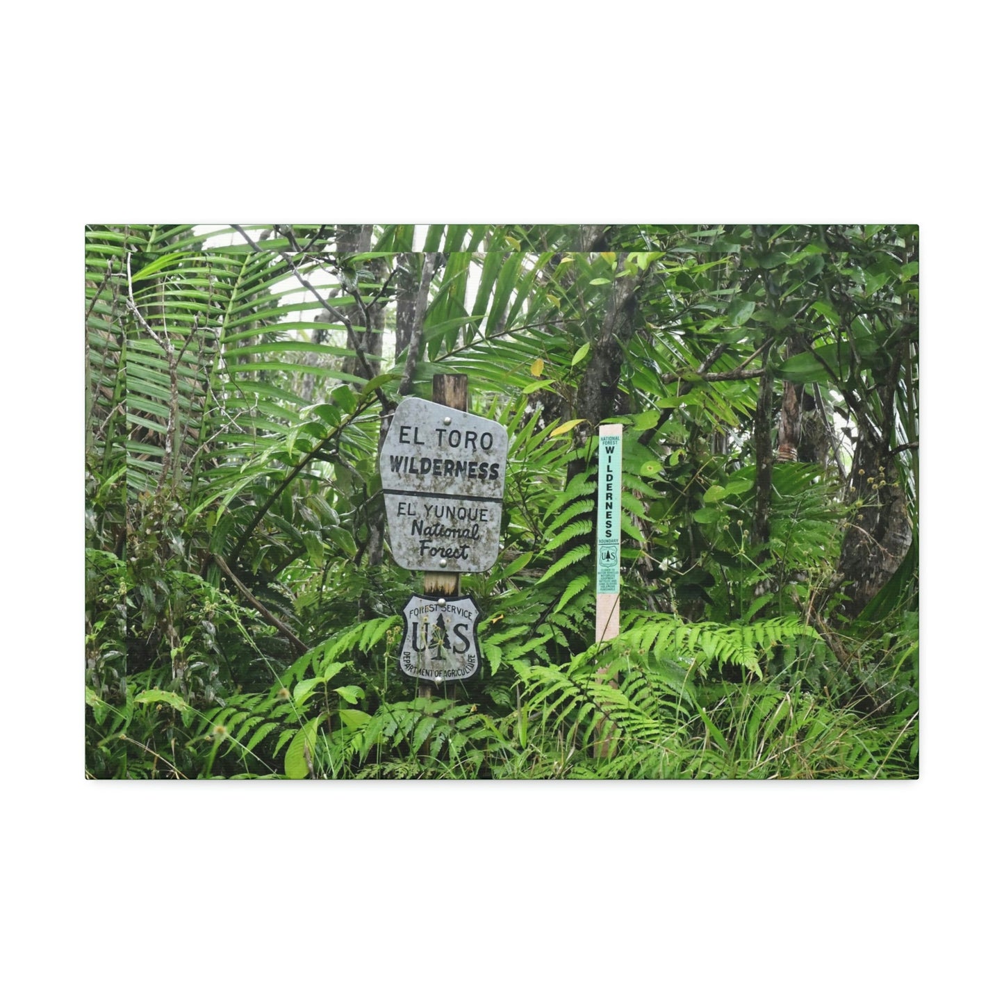 Canvas Stretched - Forest@Home - El Yunque - Recovering from Hurricane Maria - Tradewinds trail mark the official start of El Toro wilderness - Green Forest Home