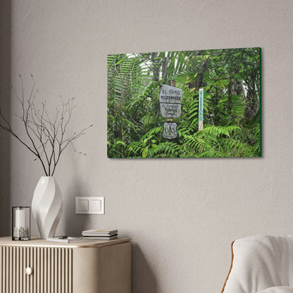 Canvas Stretched - Forest@Home - El Yunque - Recovering from Hurricane Maria - Tradewinds trail mark the official start of El Toro wilderness - Green Forest Home