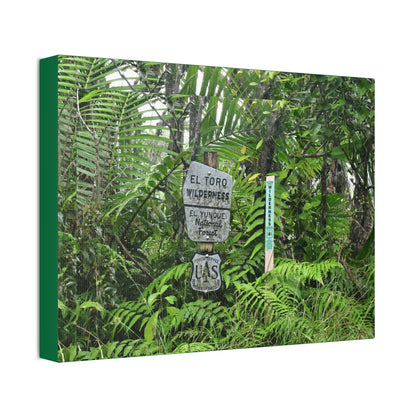 Canvas Stretched - Forest@Home - El Yunque - Recovering from Hurricane Maria - Tradewinds trail mark the official start of El Toro wilderness - Green Forest Home