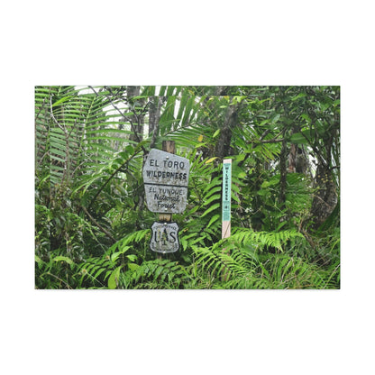Canvas Stretched - Forest@Home - El Yunque - Recovering from Hurricane Maria - Tradewinds trail mark the official start of El Toro wilderness - Green Forest Home